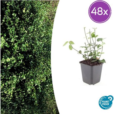 Lot de 48 Fusains Rampants Euonymus fortunei Coloratus Couvre-sol Persistant 10-25 cm Ø9 cm - PANGIVO (1/5)
