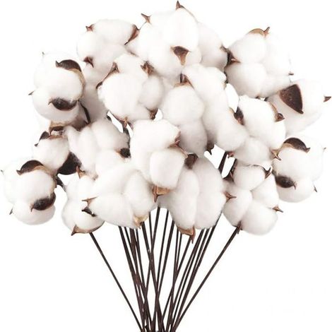 Fleurs De Coton Séchées - 20 Pièces Naturelles Blanches - Décoration Végétale Pour Balcon Maison Bureau (1/5)