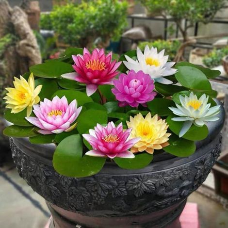 100 fleur de lotus- lotus en bol de bonsaï de couleurs mélangées-lotus eau-lotus en bol Multicolore GRAINE (1/4)