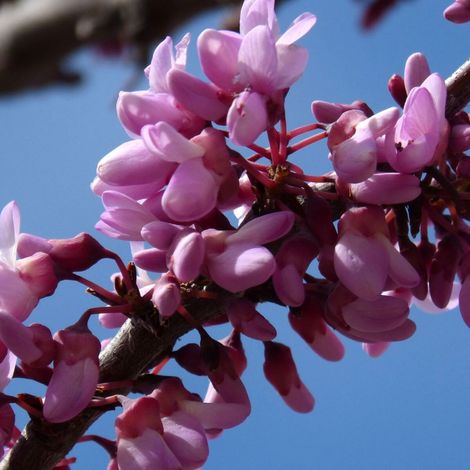 Cercis du Canada Eternal Flame, Arbre de Judée, Gainier du Canada/Pot de 15L - Baliveau (1/5)