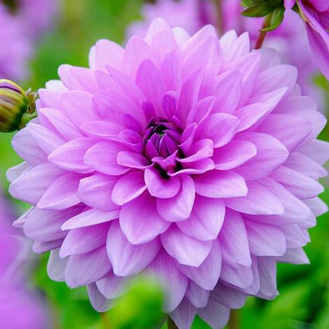 Dahlia violet - Bulbes de fleurs décoratifs - 5 pièces - Bulbes et tubercules pour le jardin (1/5)