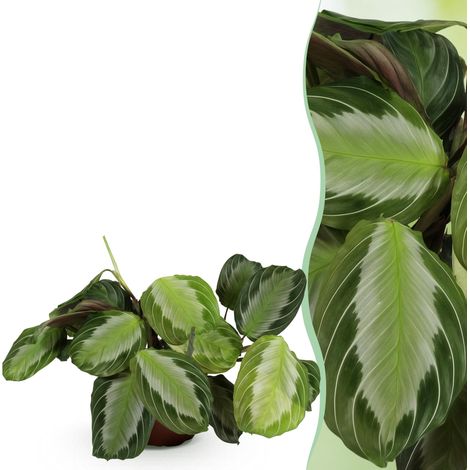 Maranta Fascinator Silverband Plante de Prière Décorative Vert Pot 12 cm Hauteur 25 cm - PANGIVO (1/5)