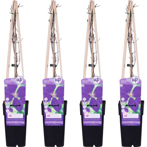Clématite 'Jackmanii' - Lot de 4 Plantes Grimpantes à Fleurs Violettes - H65 cm Ø15 cm - PANGIVO (1/2)