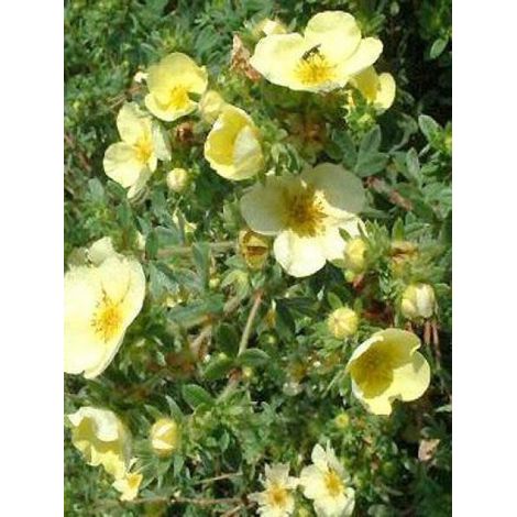 Potentille arbustive 'Primrose Beauty' Pot de 2L/3L (1/2)