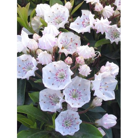 Laurier américain 'Elf' Pot de 3L/4L (1/4)