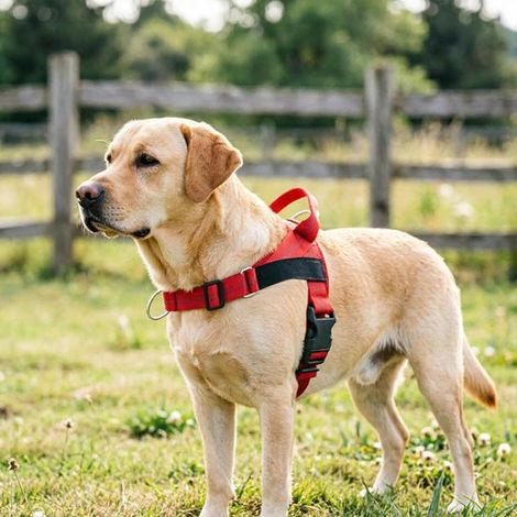 Pettorina antistrappo per cani, senza fili, traspirante e comoda, con fibbia di sicurezza, gilet anteriore regolabile, per cani di taglia media e grande. (1/5)