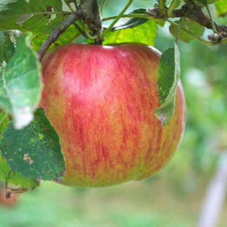 Pommier nain Garden Sun Red®/Pot de 10 Litres - 1/4 tige (1/4)