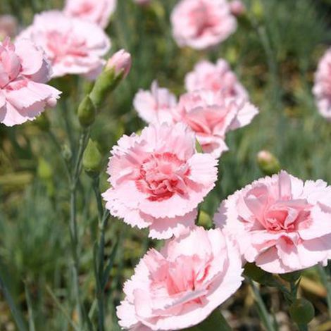 4 x Œillet mignardise - Dianthus plumarius 'Doris' - godet 9x9 (1/4)