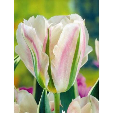 Tulipe viridiflora 'China Town' Bulbe calibre 11+ (par 10) (1/3)