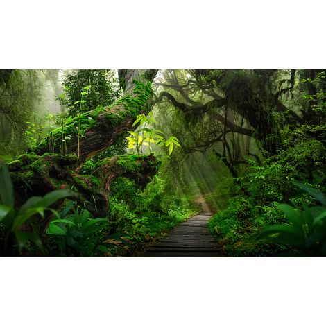 Papier peint panoramique - Chemin Forêt - 260 cm x 149 cm (1/2)