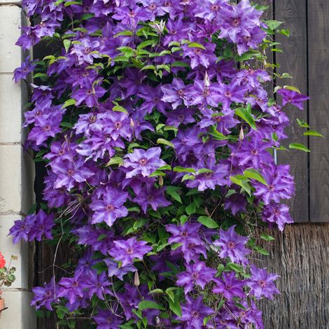 Bloomique - Clematis 'The President' - Clématite violette - Plantes grimpantes - Plantes de jardin - Rustiques - Hauteur 50-70 cm - Pot 15 cm