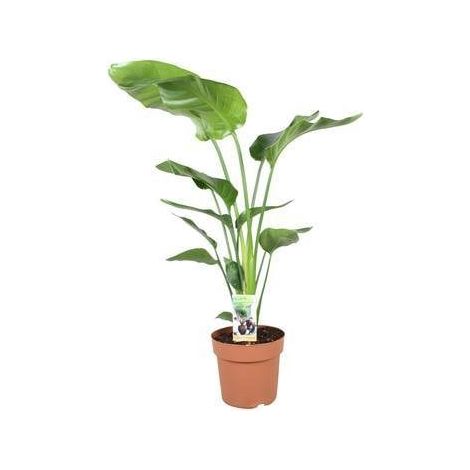 Strelitzia Nicolai Plante d’Intérieur Tropicale Feuillage Vert Pot 21 cm Hauteur 90 cm - PANGIVO