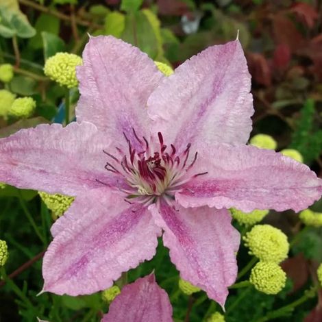 Clematis Hagley Hybrid in Vaso da 16cm