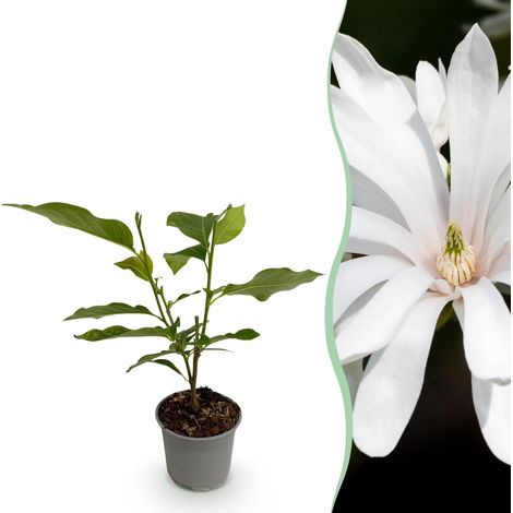 Magnolia stellata Royal Star Arbuste de Jardin Fleurs Blanches en Étoile Pot 12 cm Hauteur 30 cm - PANGIVO (1/5)