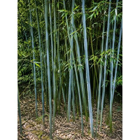 Gardenaria Bambù Blu - Phyllostachys glaucescens - Bambù ornamentale da esterno - Altezza: 200/250 cm (vaso28)