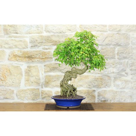 Bonsai di Acero Tridente (32) (1/5)