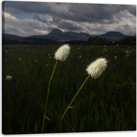 Leinwanddruck Natur Wildblumen 50x50 cm