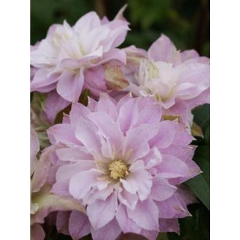 Clématite 'Dancing Smile®' Pot de 2L/3L (1/2)