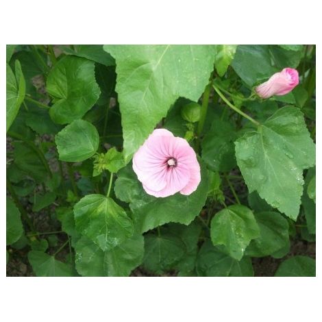 Lavatère à grande fleur rose carmin - 3g