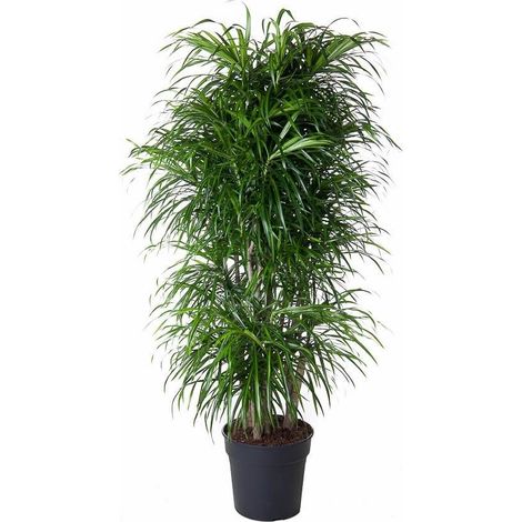 Dracaena Anita Plante d'Intérieur Ramifiée Tronc Robuste Vert Hauteur 160 cm Pot ø34 cm - PANGIVO