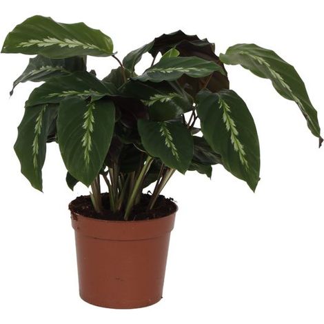 Calathea Maui Queen - Plante d'Intérieur Décorative - Feuilles Vert et Violet - 35 cm - Ø 12 cm - PANGIVO (1/2)