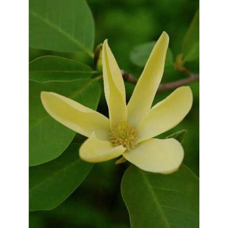 Magnolia 'Daphne' Pot de 7,5L/10L (1/4)