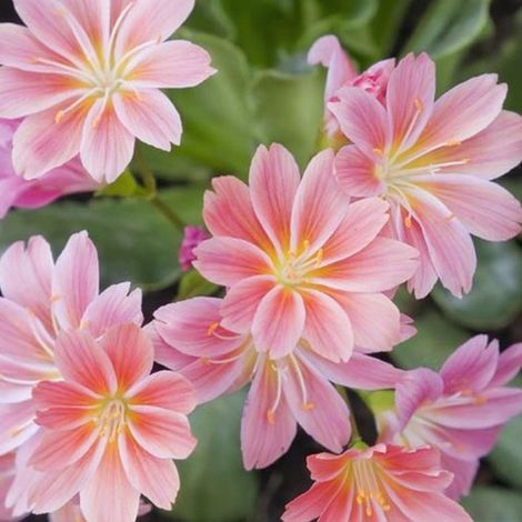 4 x Lewisia cotyledon - godet 9x9 cm (1/5)