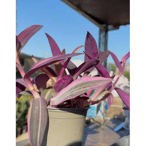 Tradescantia Pallida vaso 12 – Pianta viola cascante da interno (1/5)
