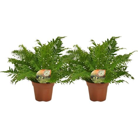 Blechnum Silver Lady Fougère d’Intérieur Feuillage Décoratif Lot de 2 Pots Ø17 cm Hauteur 50 cm - PANGIVO