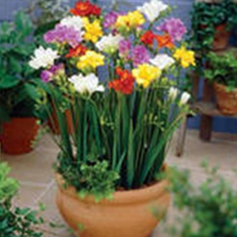200 graines de roses colorées par paquet, idéales pour la culture en pot de bonsaïs. Taux de survie élevé. Parfaites pour la décoration de balcons et jardins. (1/5)