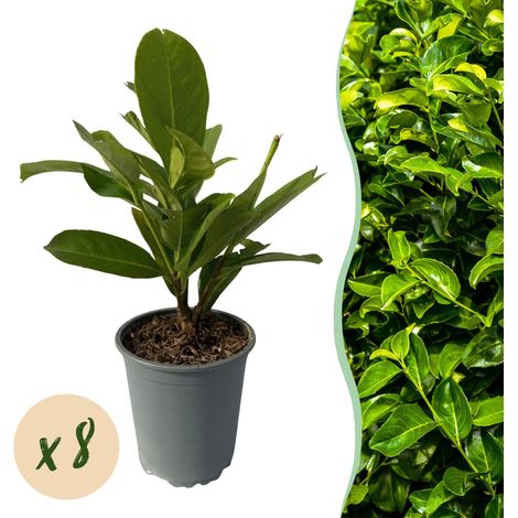 Laurier-palme Rotundifolia Plante de Haie Persistante Lot de 8 Hauteur 30-35 cm Pot 9 cm - PANGIVO (1/5)