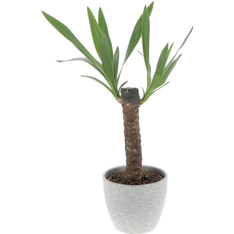 Yucca - H 50-60 cm Vaso da Coltura Ø 14 cm
