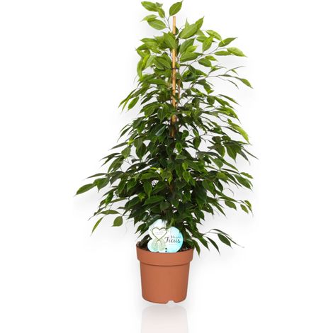 Gardenaria Ficus benjamina 'Anastasia' - Pianta da interno ornamentale - Altezza: 40 cm (vaso 19) (1/5)