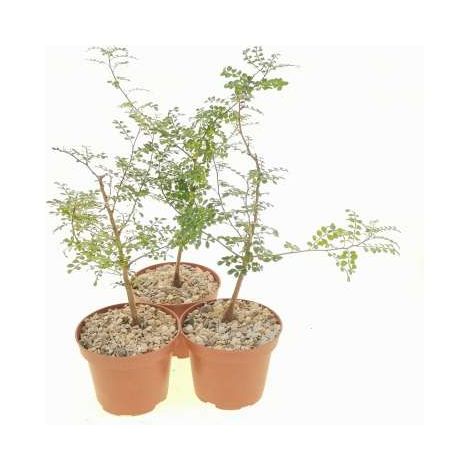 Operculicaria decaryi in vaso 17 cm, pianta caudiciforme elegante