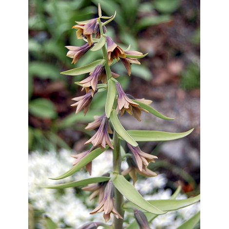Fritillaire sewerzowii Bulbe calibre I (1/2)