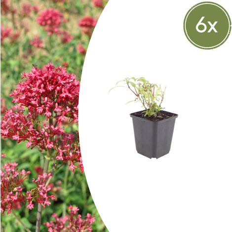 Lot de 6 Valérianes Rouges Centranthus ruber Coccineus Vivace Mellifère Rouge Rosé 10-25 cm Ø 9 cm - PANGIVO (1/5)