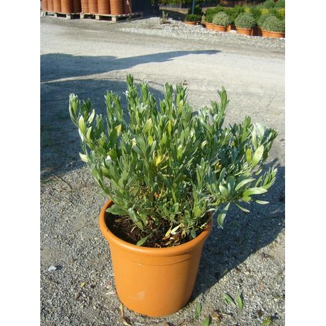 Gardenaria Convolvulus cneorum - Arbusto ornamentale da giardino - Altezza: 30/35 cm (vaso19) (1/4)