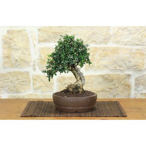 Bonsai di Olivastro (275)