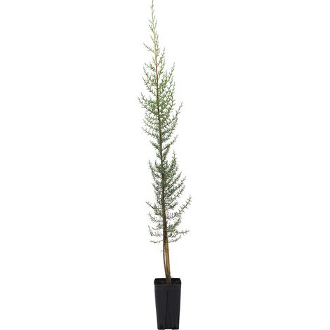 Cupressus sempervirens var. horizontalis - cipresso femmina - vaso quadro 12x12x20 cm (1/2)