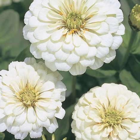 5000 Semences de Zinnia – Mélange Folle, Pollinisation Libre, Fleurs Abondantes – Blanc (1/5)