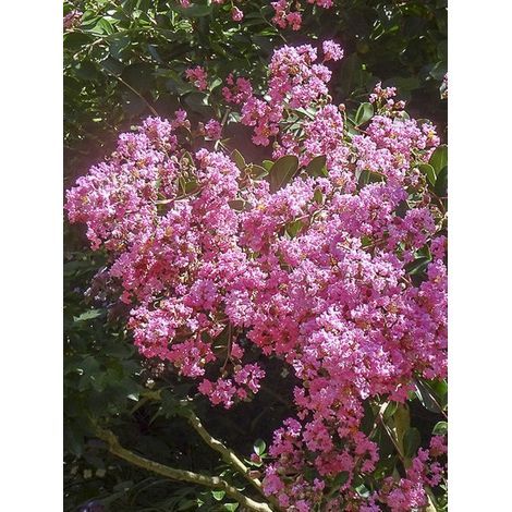 Lilas des Indes 'Jacqueline Desmartis' Pot de 3L/4L (1/2)
