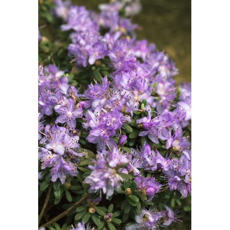 Kleinblättriger Rhododendron 'Ronny' Rhododendron impeditum 'Ronny' C 2 20- 25