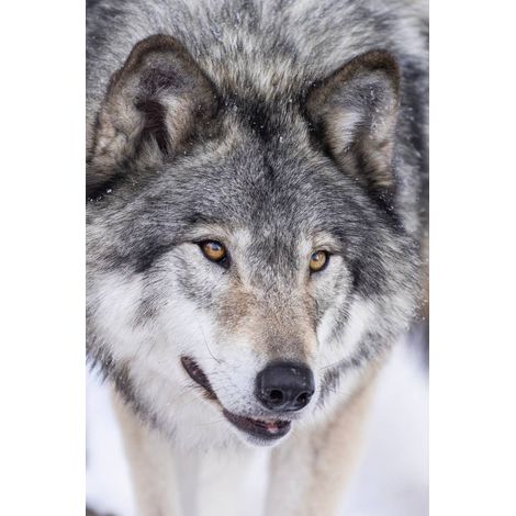Tableau sur toile loup blanc 30x45 cm - Impression sur Toile Murale Décorative - Image imprimée en HD sur Toile - Toile sur Châssis en Bois FSC - Fabriqué en France (1/5)