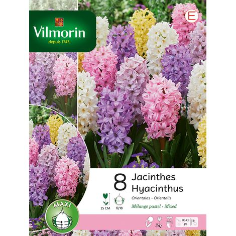 Vilmorin Jacinthe Pastel en Mélange (x8) (1/2)