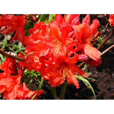 AZALEA MOLLIS ROSSA IN VASO 17CM