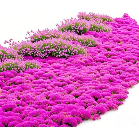 50 000 graines de thym à fleurs roses - Croissance vigoureuse, idéale pour jardin, balcon, terrasses et décoration florale, plante parfumée (1/3)