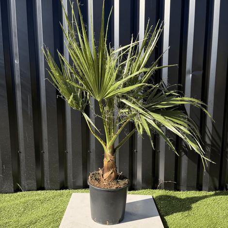 Palmier Washingtonia Robusta H.100 Cm Pot 10 Litres (1/3)