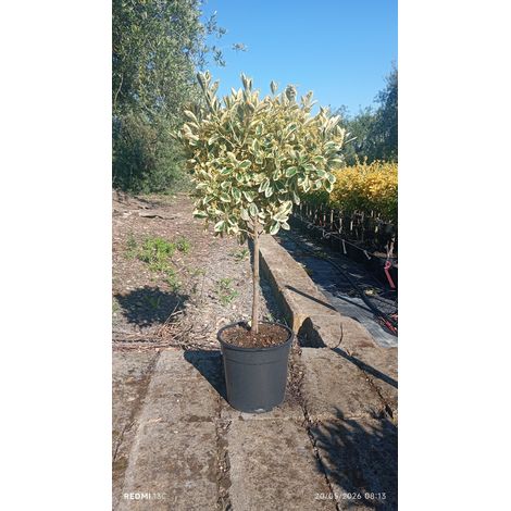 EUONYMUS JAPONICUS ALB.24 1/4 FUSTO BRAVO