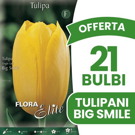 OFFERTA 21 BULBI DI TULIPANO SINGLE LATE BIG SMILE BULBS BULBES