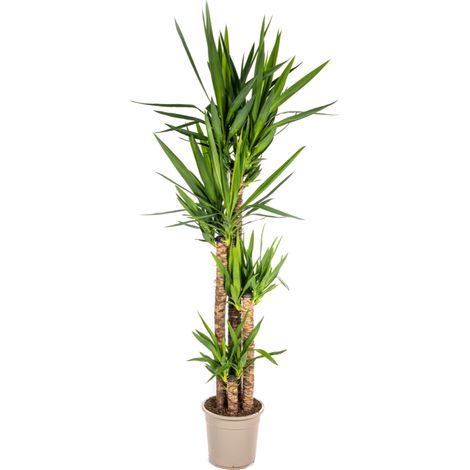 Yucca Elephantipes - Plante d'Intérieur Verte - Tronc Robuste - Ø 27 cm - H 150-170 cm - PANGIVO (1/5)